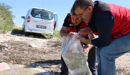 Gaziantep'te iç sulara 1 milyon 98 bin yavru sazan bırakıldı
