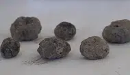 Havran siyah incirinin 8 bin yıllık kalıntıları bulundu