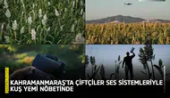 Kahramanmaraş'ta çiftçiler ses sistemleriyle kuş yemi nöbetinde