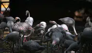 Gaziantep Doğal Yaşam Parkı'ndaki flamingo sayısı 52'ye ulaştı