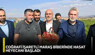 Coğrafi işaretli Maraş Biberinde hasat heyecanı başladı