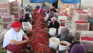 İslahiye'de biber hasadının ardından acılı mesai başladı