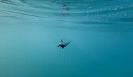 Kızılot sahilinde 1600 yuvadan 40 bin caretta caretta denizle buluştu