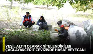 Yeşil altın olarak nitelendirilen Çağlayancerit Cevizinde hasat heyecanı