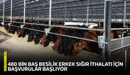 480 bin baş besilik erkek sığır ithalatı için başvurular başlıyor