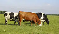 GEKİS ile her büyükbaş hayvanın dijital bir kimliği olacak
