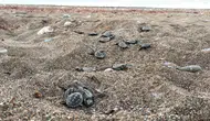 Yaklaşık 200 bin caretta caretta yavrusu denize ulaştı