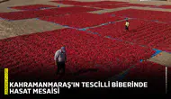 Kahramanmaraş'ın tescilli biberinde hasat mesaisi
