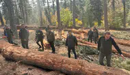 Kahramanmaraş Orman Bölge Müdürü Cabaroğlu, karaçam sahalarını inceledi