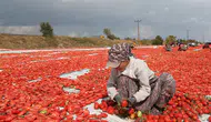 Türkiye’de kurutulan domatesler yurt dışından talep görüyor