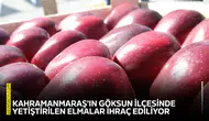 Kahramanmaraş'ın Göksun ilçesinde yetiştirilen elmalar ihraç ediliyor