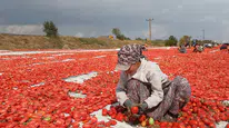 Türkiye’de kurutulan domatesler yurt dışından talep görüyor