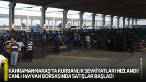 Kahramanmaraş’ta kurbanlık sevkiyatları hızlandı! Canlı Hayvan Borsasında satışlar başladı
