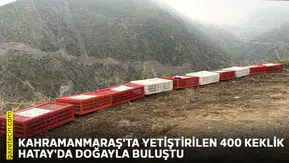 Kahramanmaraş'ta yetiştirilen 400 keklik Hatay'da doğayla buluştu