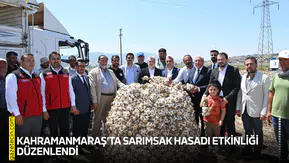 Kahramanmaraş'ta sarımsak hasadı etkinliği düzenlendi