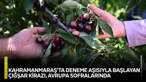 Kahramanmaraş’ta deneme aşısıyla başlayan Çığşar kirazı, Avrupa sofralarında