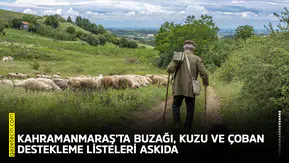 Kahramanmaraş’ta buzağı, kuzu ve çoban destekleme listeleri askıda