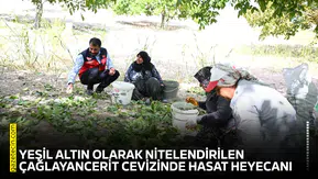 Yeşil altın olarak nitelendirilen Çağlayancerit Cevizinde hasat heyecanı