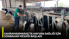 Kahramanmaraş’ta hayvan sağlığı için sonbahar mesaisi başladı