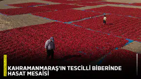 Kahramanmaraş'ın tescilli biberinde hasat mesaisi