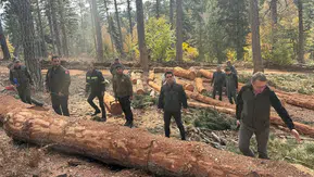 Kahramanmaraş Orman Bölge Müdürü Cabaroğlu, karaçam sahalarını inceledi