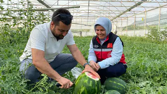 Seralarda yetiştirilen sezonun ilk karpuzları hasat ediliyor