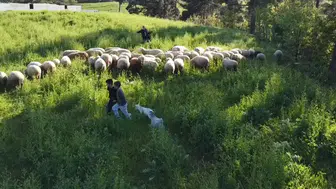Minik çobanlar yetiştirdikleri kuzu ve oğlaklarla dereceye girmek için yarışacak