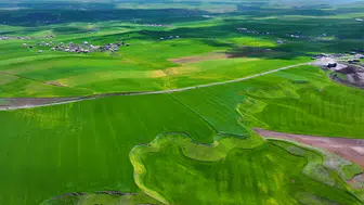 Artan yağış buğdayda yüksek verim beklentisini artırdı