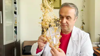 21 yıllık çalışmayla geliştirilen çemen otu çeşidi Ateş Mavisi tescillendi