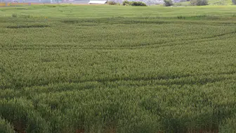 Çiftçiler artan yağışların etkisiyle buğdaydan yüksek verim bekliyor