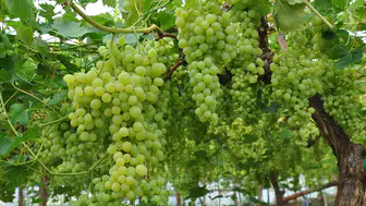 Örtü altında üzüm hasadı başladı