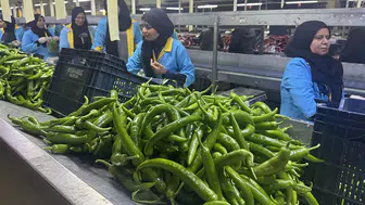 Türkiye'nin biber ihracatının yüzde 74'ü Batı Akdeniz'den