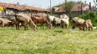 Türkiye'de ıslah projeleri yerli keçi ırklarında sayıyı artırıyor