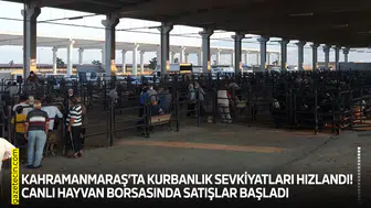 Kahramanmaraş’ta kurbanlık sevkiyatları hızlandı! Canlı Hayvan Borsasında satışlar başladı