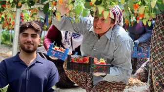 Çilek üretimini yapay zekayla buluşturan genç, ilk hasadıyla ihracata açıldı