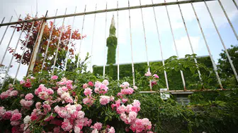 Sarmaşık kaplı cami baharın gelişiyle yeşil görünüme kavuştu