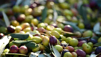 Avrasya’nın zeytin stratejileri Türkiye’de belirleniyor