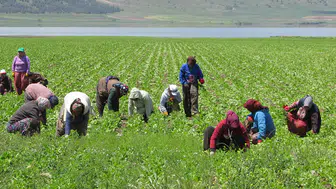 Tarım işçilerinin 2026 yılı yevmiyeleri belirlendi