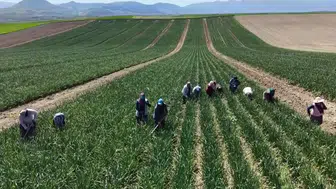 Kadınlar Emek ve Dayanışma Günü'nde tarlada çapa mesaisinde