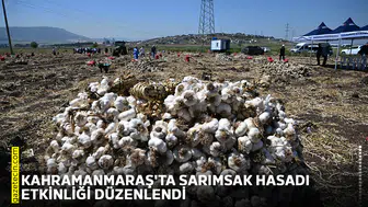 Kahramanmaraş'ta sarımsak hasadı etkinliği düzenlendi