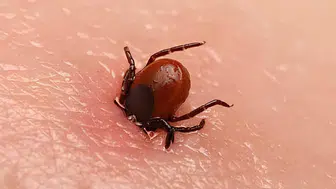 Sivas'ta bu yıl keneden 5 kişi yaşamını yitirdi