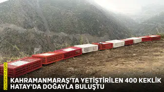 Kahramanmaraş'ta yetiştirilen 400 keklik Hatay'da doğayla buluştu