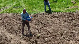 Yedisu horoz kuru fasulyesinin üretimi için ata tohumları toprakla buluşuyor