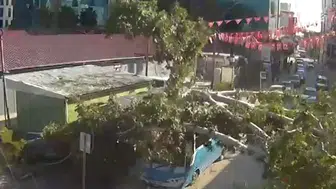 Durakta yolcu alan halk otobüsünün üzerine ağaç devrildi