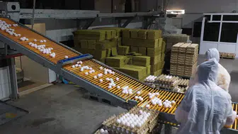 Kuş gribi Avrupa'nın yumurta talebini Türkiye'ye taşıdı