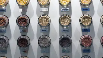 Tohumculukta ihracatın ithalatı karşılama oranı yüzde 141'e çıktı