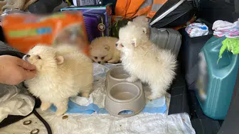 Kapıkule'de canlı hayvan kaçakçılığına darbe!