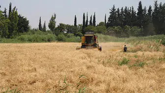 Etkili olan yağışlar hububat rekoltesini yükseltti