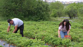 Kiraladıkları tarım arazilerinde yılda 70 ton organik çilek üretiyorlar