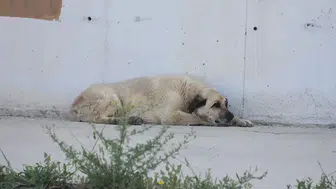 Sahipsiz sokak hayvanları soruşturmasında üç belediye başkanına inceleme izni